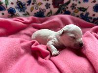 dziewczynka - 1 tydzień